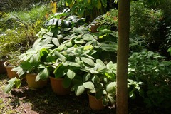 Costus malortieanus